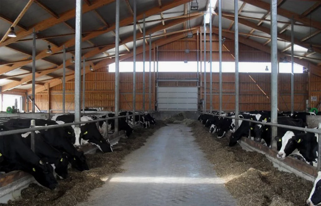Landwirtschaftliche Bauten Milchviehstall